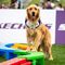 sportsoho運動版圖