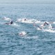Hong Kong Open Water Competition (Part 3)