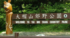 YTF 元打火