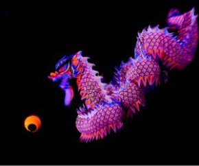2016 世界香港夜光龍醒獅錦標賽