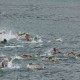 香港水陸兩項錦標賽暨公開水域聯賽