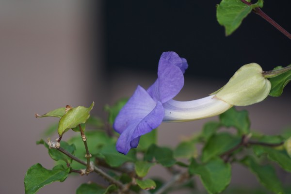 DSC01368