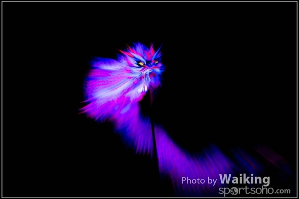 2016-01-09 Lion & Dragon Dance 0169