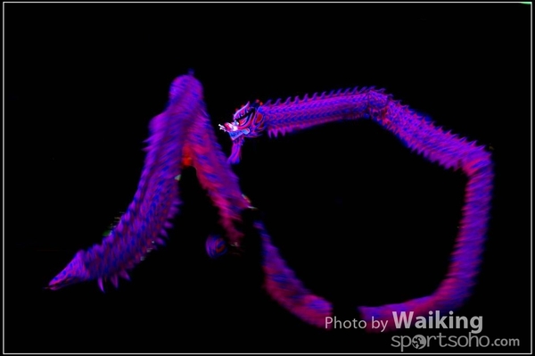 2016-01-09 Lion & Dragon Dance 0220