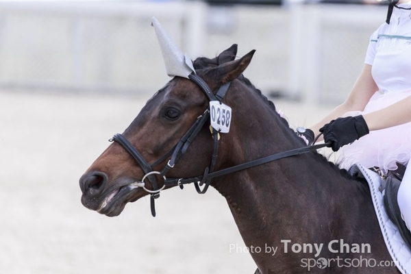 LonginesJumping_210