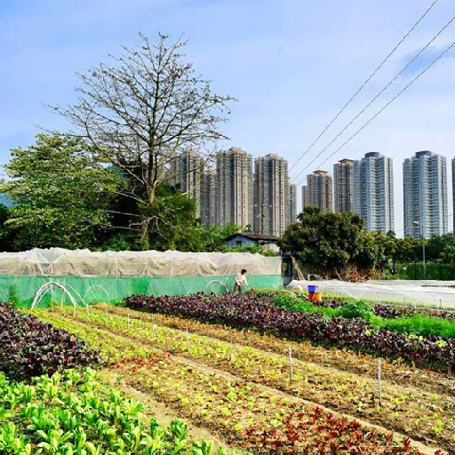 馬寶寶社區農場