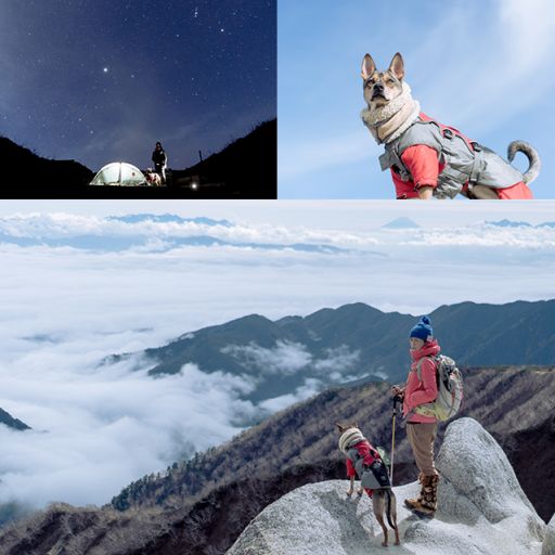 狗狗爬坡愛行山