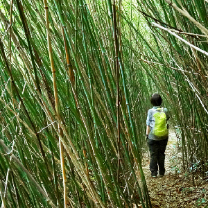 竹林隧道